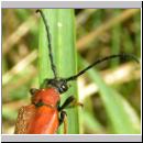 Corymbia rubra - Rothalsbock w03.jpg